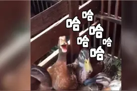 #宠物店买鸳鸯长大成鸭子 ，养出感情了，舍不得吃又送不出去，怎么办？视频封面