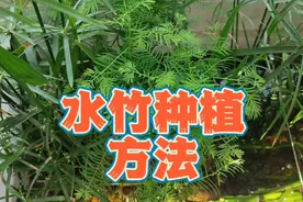 生态乌龟缸净水利器，水竹水培方法，水竹烂根黄叶生长不良的原因视频封面