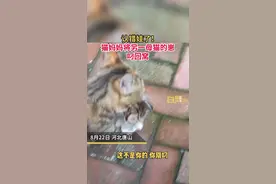 猫妈妈认错娃不顾阻拦将小猫叼回窝#猫咪 #可爱 视频封面