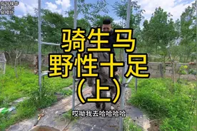 骑完全没有训过的马是真要命！又踢又蹦又撂蹄子，太吓人了！视频封面