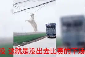 别看我只是一只羊 羊儿的勇气难以想象视频封面