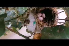 海棠树不仅开花结果！！！还有一个鸟窝三个鸟蛋！！！视频封面