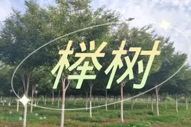 优美的遮阳伞，光叶榉树，遮阴杠杠滴视频封面