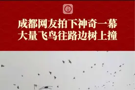 2月5日 成都，网友拍下#神奇一幕，#大量飞鸟撞向路边大树 （来源@泡菜。）视频封面