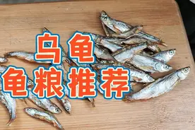 乌龟喂什么食物？龟粮推荐，自己就能养，省钱又好用乌龟食物介绍视频封面