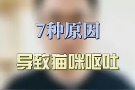 可能造成猫咪呕吐的7个原因，平时一定要多注意#萌宠 #养猫养猫 