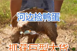 河边捡鸭蛋，居然抓到一只巨型大货！#三农 #农村生活 #鳄龟 #新农人计划2021 #乡村生活日记 #户外 视频封面