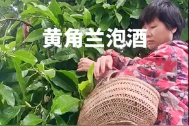 黄角兰泡酒没有人不知道吧?夏天这里的蚊子一咬几个包，真的好烦人呐，听老辈讲，这个自制花露水，专门对付蚊虫叮咬，制作简单非常好用，传统手艺可不能丢，沁人心脾的香，夏天就它了，蚊子咬后，在包上一涂，冰冰凉凉浓浓的花香，比蚊虫没叮咬还舒服，整个夏天都是它的味道。#我的乡村生活 #农村生活 #纯天然绿色食品 #自制花露水蚊虫叮咬 #黄角兰