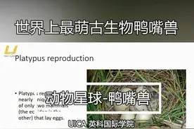 长相呆萌却含有83种毒素的鸭嘴兽，送给你当宠物敢养吗视频封面