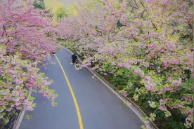 这里是黄龙电厂樱花园，远城市喧嚣，闹中取静，你爱了吗？视频封面