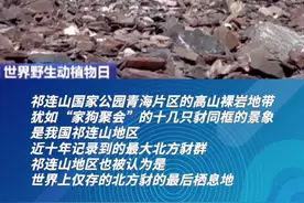 重大记录！世界上仅存的北方豺群在祁连山国家公园（青海片区）出现 #青海  #野生动物  #豺  #祁连山视频封面