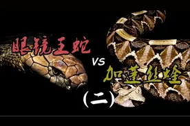 眼镜王蛇vs加蓬咝蝰 终极毒液大对决视频封面