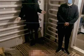 男子用氰化物毒死狗，780元卖给人吃获刑一年视频封面
