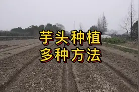 芋头如何种植#传播农业小知识 #种植小技巧 #农业种植 #三农视频封面