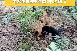 杭州出逃豹子被狗咬死？视频真相来啦！真香现场！#奇妙的动物 #豹子 #杭州视频封面