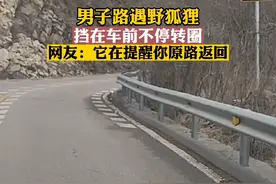 男子路遇野狐狸挡在车前不停转圈，网友：它在提醒你原路返回 #万物皆有灵 #野生动物零距离 #神奇动物在抖音 @满山🐒我腚最红😂视频封面
