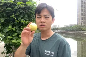 果蝇对水果的危害有多大
