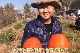 小朱带您了解“药水泡过的”胡萝卜视频封面