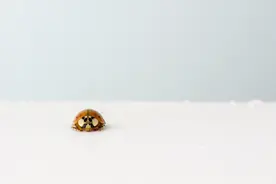 #学习打卡 #学英语 go和goes的区别和用法视频封面