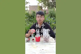 桃子吃完了，桃核不要扔，教你如何播种桃树，长大以后结的桃子..