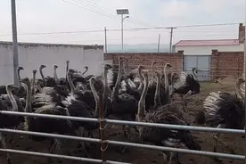 察右中旗辉腾绿野鸵鸟养殖家庭牧场，欢迎大家来参观指导！视频封面