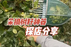 采茶树籽工具摘油茶果农用采摘神器农具视频封面