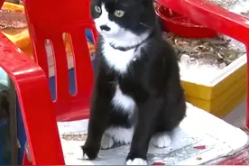 猫咪帮主人看守摊位，还自己兼职了安保工作#萌宠视频封面