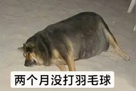 这些你没见过的羽毛球表情包，看了真的笑了视频封面