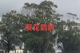 澳洲比麻雀还多的鸟，葵花鹦鹉！泛滥成灾#澳大利亚视频封面