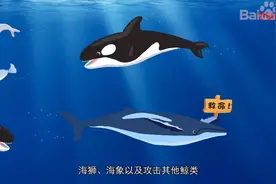 凶猛虎鲸VS巨大蓝鲸谁会赢？评论见！视频封面