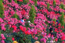 重庆，玫瑰花成片成片的开放了，气氛已经烘托到这了，周末、五一可安排。#重庆  #重庆dou知道 #旅行大玩家 #五一去哪儿 #抖音带你去赏花视频封面