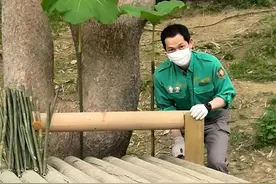 福宝自己动手采竹笋视频封面