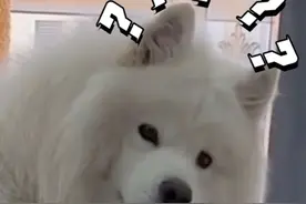 3月8日，山西。爱听悄悄话的狗狗。狗狗：有什么话是我不能听的？（视频来源@天上掉下个大白酱 ）#原谅我不厚道的笑了 #内容过于真实 #狗狗的心思都写在脸上了视频封面