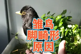 不建议养乌鸫，声音大扰民！百舌鸟雏鸟站不起来的原因和解决方法视频封面
