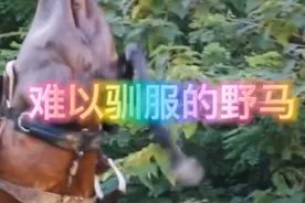 美女厉害，美女驯服野马视频封面