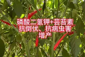 磷酸二氢钾➕芸苔素抗病又增收#辣椒种植 #农业种植视频封面
