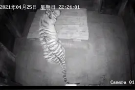 黑龙江进村东北虎被命名为“完达山1号”，体重450斤，雄性，2-3岁，目前营养状况较好~视频封面