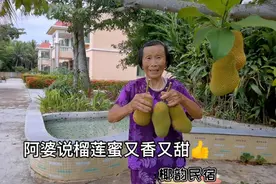 84岁阿婆远远就闻到树上榴莲蜜香香味道啦！九月榴莲蜜成熟高峰视频封面
