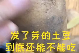 土豆发了芽儿到底还能不能吃