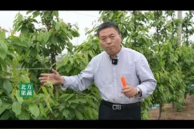 #三农 #果树管理   #大樱桃  #大樱桃摘心  #大樱桃种植 大樱桃摘心怎么做？来年丰产的保障。视频封面