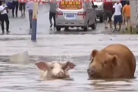 8月12日，#湖北荆门 #钟祥 遭暴雨袭击，河水穿堂而过，老百姓只能眼睁睁看着家具牲畜被冲上街。@抖音短视频 视频封面