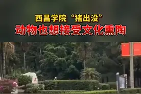 #西昌学院校园惊现野猪 野猪：我怎么就不配学习了？@DOU+小助手 视频封面