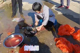 乡下自家养的鱼
不下饲料，只喂青草
肉质鲜嫩，没啥腥味视频封面