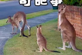 #抖音看世界 #海外生活 #旅行推荐官 #旅行大玩家 #澳洲视频封面