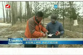 承包地上种树 树的产权归谁视频封面