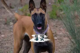 马犬确实是非常好的狗，但城市里真的不适合养#马犬 #马犬魅力视频封面
