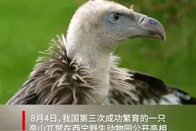 我国第三次！青海成功繁育一只高山兀鹫 #猛禽 视频封面