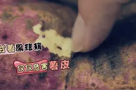 长黑斑的红薯还能不能吃？那得看黑斑长哪了......#三农小知识 #科普 @抖音青少年视频封面