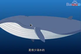 鱼都是用鱼鳃呼吸，蓝鲸确不一样，它和人类一样……视频封面