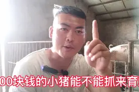 目前猪价这么低，100块的小猪能不能抓来育肥视频封面